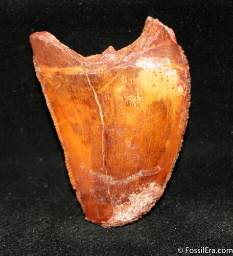 Inch Carcharodontosaurus Tooth - Nice Enamel #1262